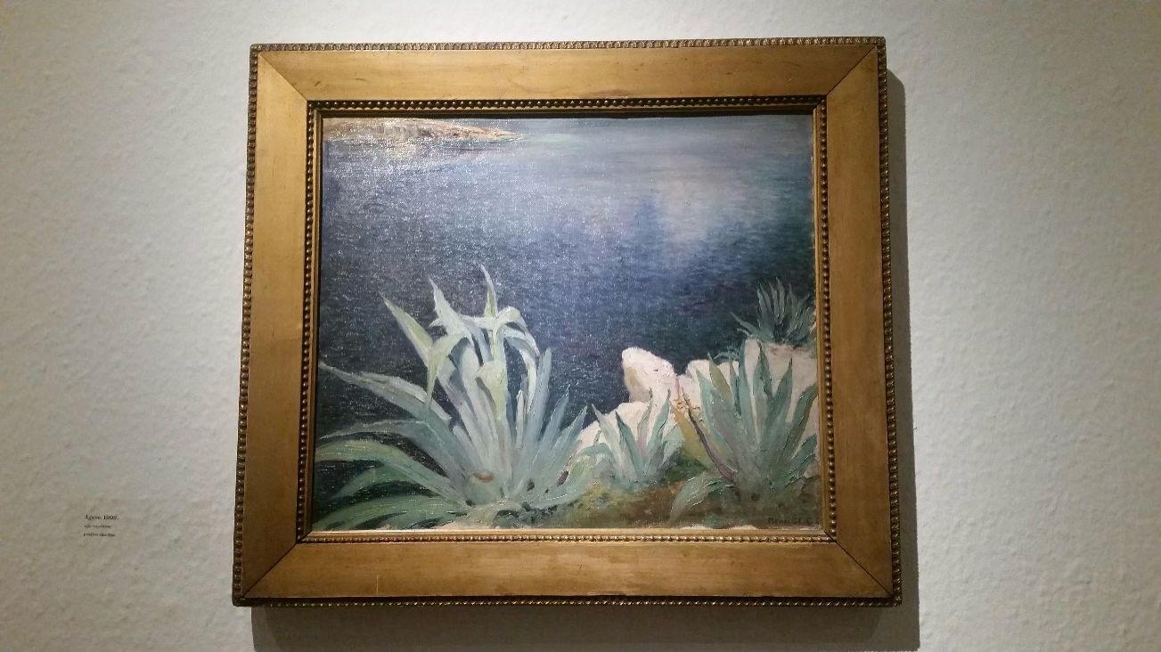 Pročitajte više o članku Cvijet smrti – Cvjetanje agava na Kvarneru