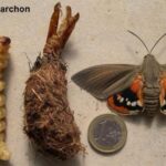 STRADAVANJE PALMI NA PODRUČJU KVARNERA I OSTATKA PRIOBALJA