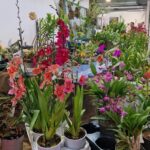 Dojmovi sa sajma cvijeća Pordenone