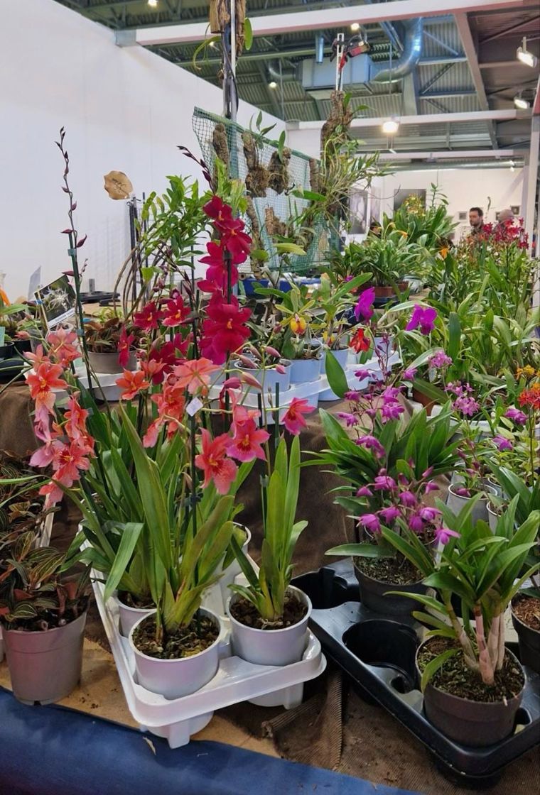 Pročitajte više o članku Dojmovi sa sajma cvijeća Pordenone